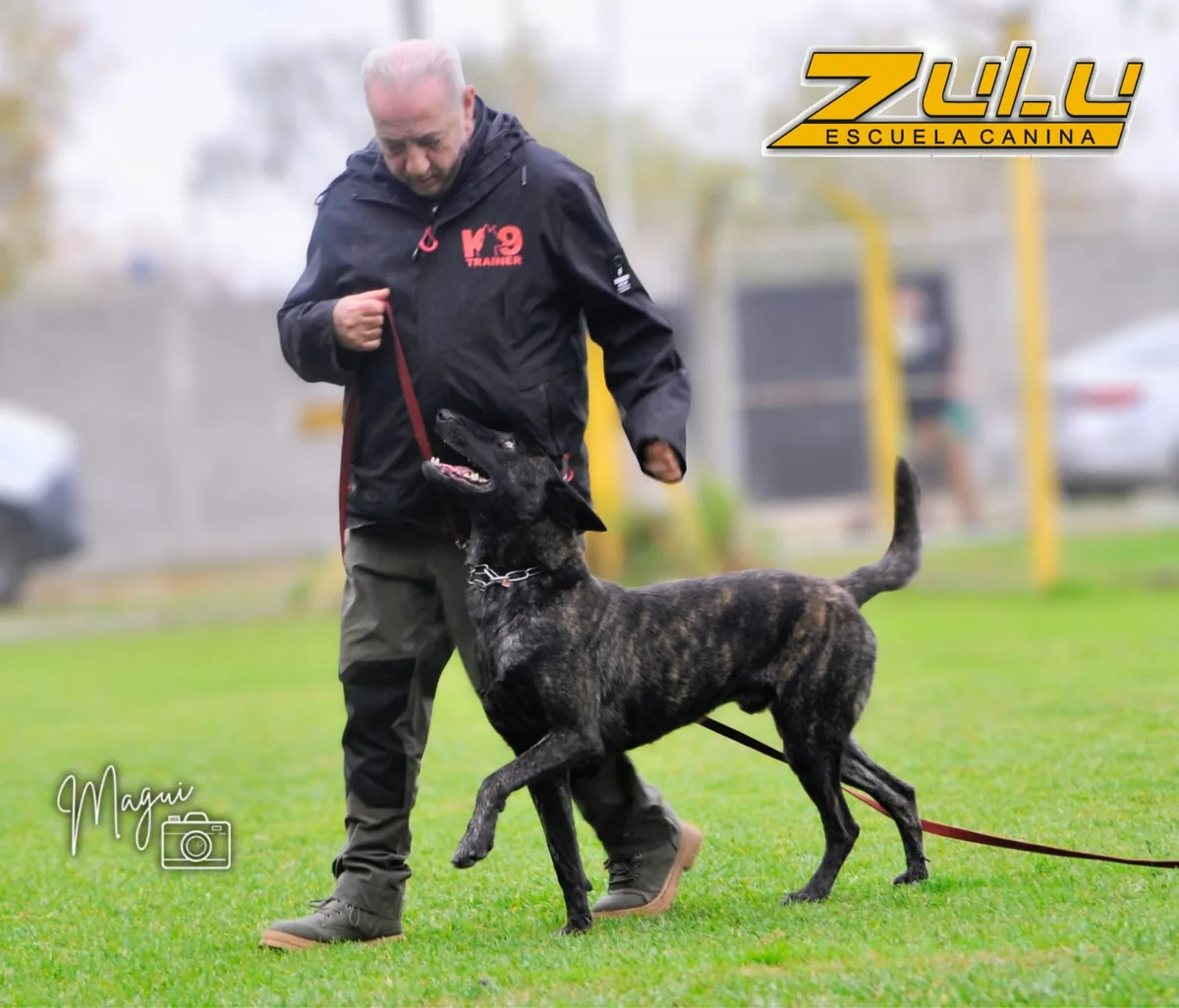 Guardería canina en la sede de Zulú